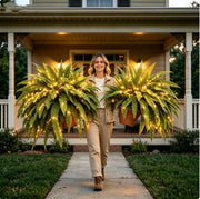 Glowing Boston Ferns with Lights – 🌿 Zero Watering, Zero Maintenance thumbnail 11
