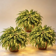 Glowing Boston Ferns with Lights – 🌿 Zero Watering, Zero Maintenance thumbnail 12