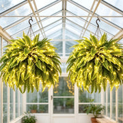 Glowing Boston Ferns with Lights – 🌿 Zero Watering, Zero Maintenance thumbnail 3