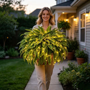 Glowing Boston Ferns with Lights – 🌿 Zero Watering, Zero Maintenance thumbnail 14