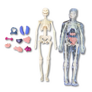 BodyQuest thumbnail 3
