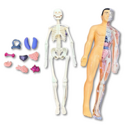 BodyQuest thumbnail 4