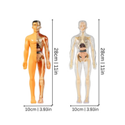 BodyQuest thumbnail 2