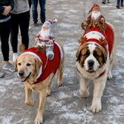 Christmas Dog Costume thumbnail 4