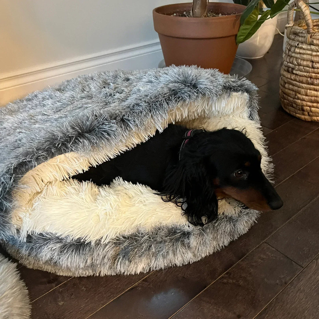 CuddleNest