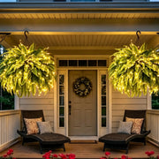 Glowing Boston Ferns with Lights – 🌿 Zero Watering, Zero Maintenance thumbnail 2