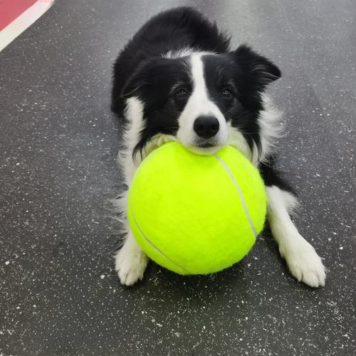 WoofBall