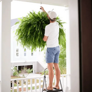 Glowing Boston Ferns with Lights – 🌿 Zero Watering, Zero Maintenance thumbnail 6