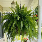 Glowing Boston Ferns with Lights – 🌿 Zero Watering, Zero Maintenance thumbnail 7