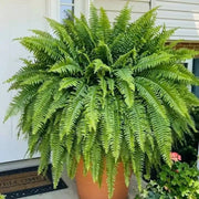 Glowing Boston Ferns with Lights – 🌿 Zero Watering, Zero Maintenance thumbnail 4