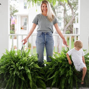 Glowing Boston Ferns with Lights – 🌿 Zero Watering, Zero Maintenance thumbnail 8