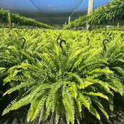 Glowing Boston Ferns with Lights – 🌿 Zero Watering, Zero Maintenance thumbnail 9