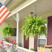 Glowing Boston Ferns with Lights – 🌿 Zero Watering, Zero Maintenance thumbnail 10