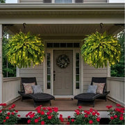 Glowing Boston Ferns with Lights – 🌿 Zero Watering, Zero Maintenance thumbnail 5