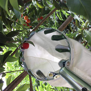 Fruit Picker with Collection Basket thumbnail 2